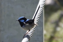 Malurus cyaneus cyaneus