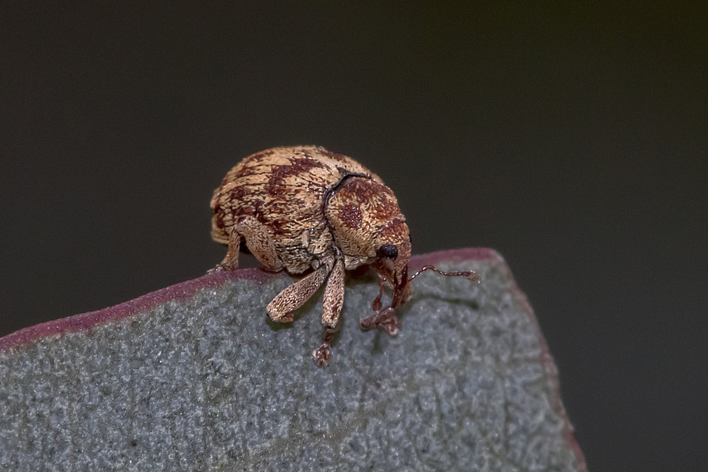 Lybaeba