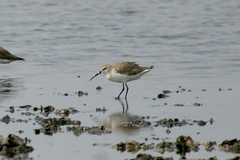 Calidris ferruginea
