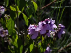 Prostanthera melissifolia