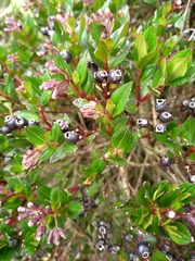 Miconia myrtillifolia