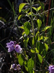 Prostanthera melissifolia