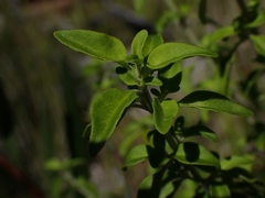 Prostanthera melissifolia