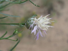 Centaurea breviceps