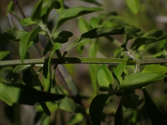 Prostanthera melissifolia