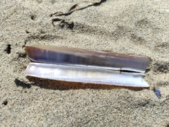 Ensis minor