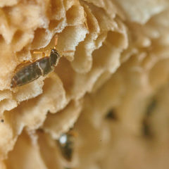 Gyrophaena polita