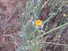 Tragopogon borysthenicus