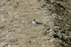 Calidris ruficollis