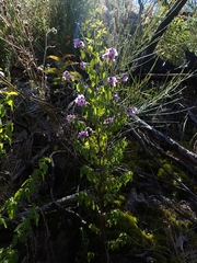 Prostanthera melissifolia