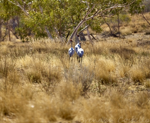 Brolga