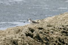 Calidris ruficollis