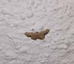 Idaea chotaria