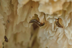 Gyrophaena polita