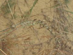 Agropyron dasyanthum