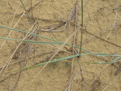 Agropyron dasyanthum