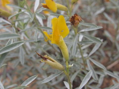 Chamaecytisus borysthenicus