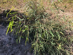 Eucalyptus exserta