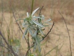 Chamaecytisus borysthenicus