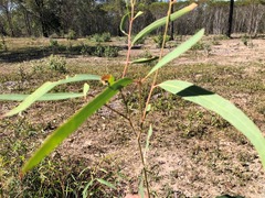 Eucalyptus exserta