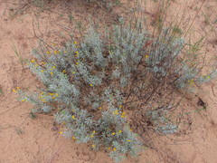 Chamaecytisus borysthenicus