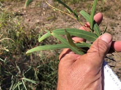 Eucalyptus exserta