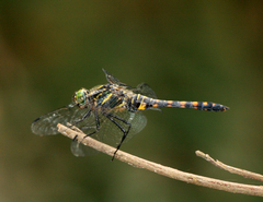 Onychothemis testacea