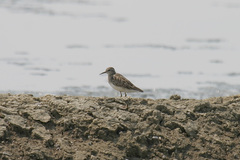 Calidris subminuta