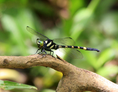 Macrogomphus kerri
