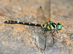 Microgomphus chelifer