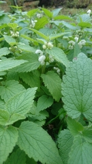 Lamium album