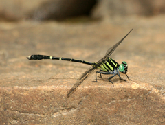 Microgomphus svihleri