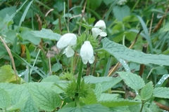 Lamium album