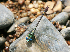 Nihonogomphus pulcherrimus