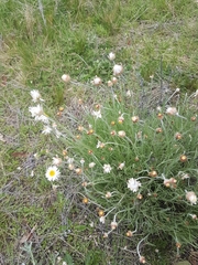 Leucochrysum albicans