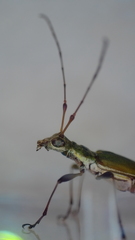 Calliprason sinclairi