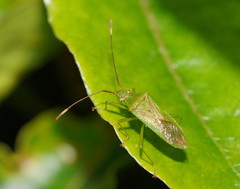 Amblypelta nitida