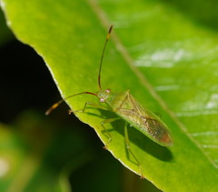 Amblypelta nitida