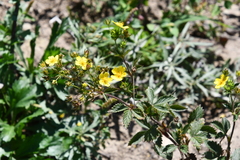 Potentilla cryptotaeniae