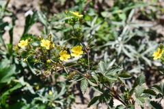 Potentilla cryptotaeniae