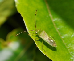 Amblypelta nitida