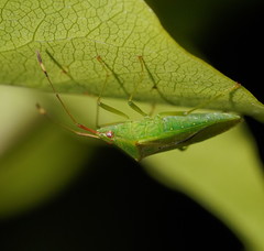 Amblypelta nitida