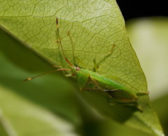 Amblypelta nitida