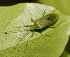 Amblypelta nitida