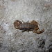 Keys Bark Scorpion - Photo (c) John Klymko, some rights reserved (CC BY-NC)
