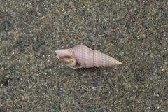 Phenatoma roseum