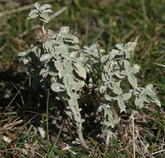 Marrubium incanum