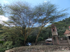 Vachellia xanthophloea