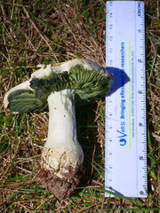 Amanita austroviridis