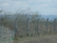 Austrocylindropuntia